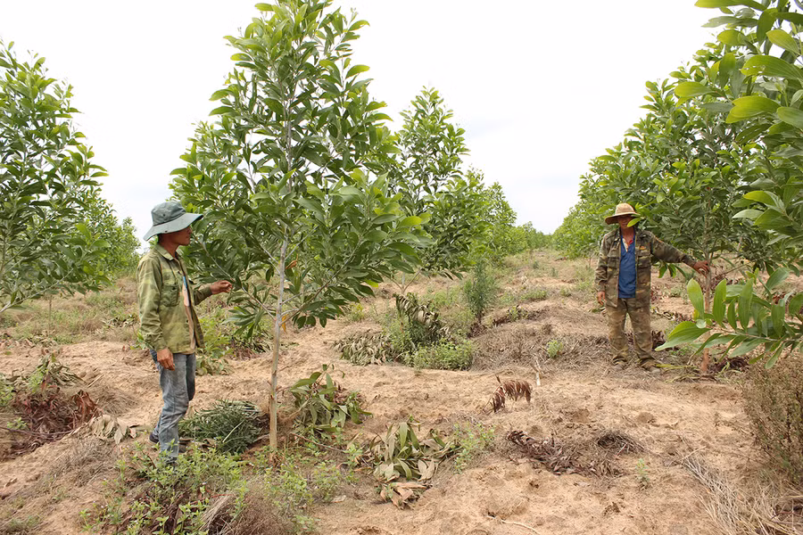 Người dân xã Ia Blứ (huyện Chư Pưh) chủ động kê khai đất lâm nghiệp lấn chiếm để chuyển sang trồng rừng. Ảnh: Quang Tấn 