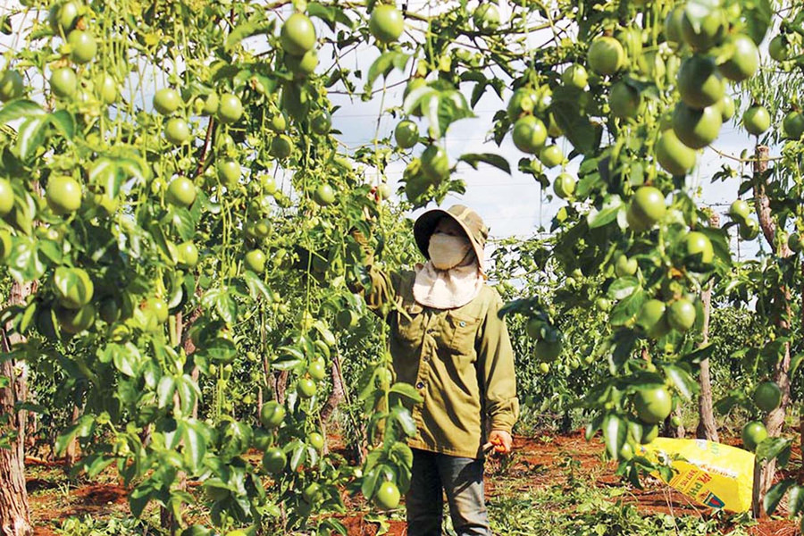 Vườn chanh dây của gia đình chị Nguyễn Thị Thanh (thị trấn Kon Dơng, huyện Mang Yang). Ảnh: Nguyễn Diệp Vườn chanh dây của gia đình chị Nguyễn Thị Thanh (thị trấn Kon Dơng, huyện Mang Yang). Ảnh Nguyễn Diệp