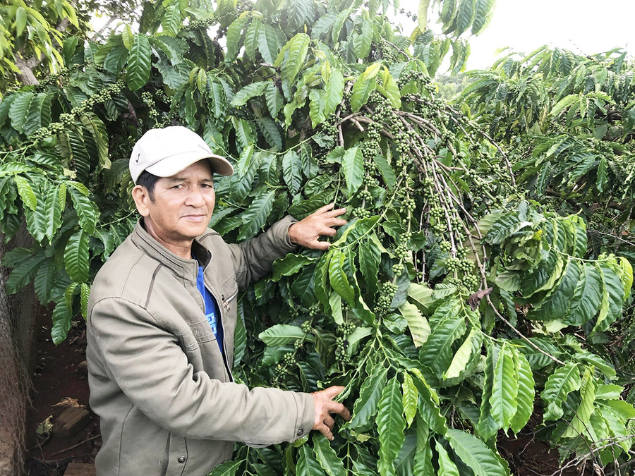 Bệnh binh Oam (làng Rkhương Tleo, xã Kdang, huyện Đak Đoa) bên vườn cà phê của gia đình. Ảnh: Hà Tây Bệnh binh Oam (làng Rkhương Tleo, xã Kdang, huyện Đak Đoa) bên vườn cà phê của gia đình. Ảnh: Hà Tây