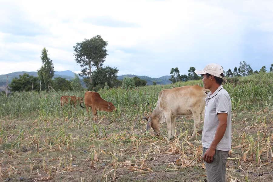 Bắp bị hạn người dân chấp nhận cho bò ăn. Ảnh: Nguyễn Diệp