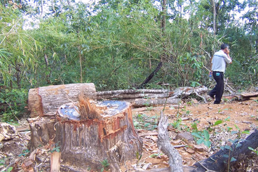  Hiện trường vụ phá rừng xảy ra tại xã Chư Krei, thuộc lâm phần do Công ty TNHH một thành Lâm nghiệp Ia Pa quản lý. Ảnh: Lê Anh