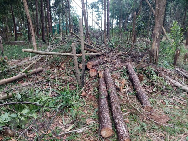 Thông bị chặt hạ để chiếm đất rừng tại tiểu khu 438A, xã Lộc Phú, huyện Bảo Lâm. Ảnh: TTXVN phát