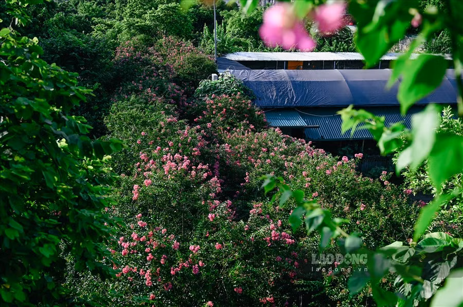 Nằm cách trung tâm Thủ đô khoảng 10 km, con đường hoa tường vi tại Công viên thực vật cảnh (xã Tam Hiệp, huyện Thanh Trì) đang bước vào những ngày nở rộ.