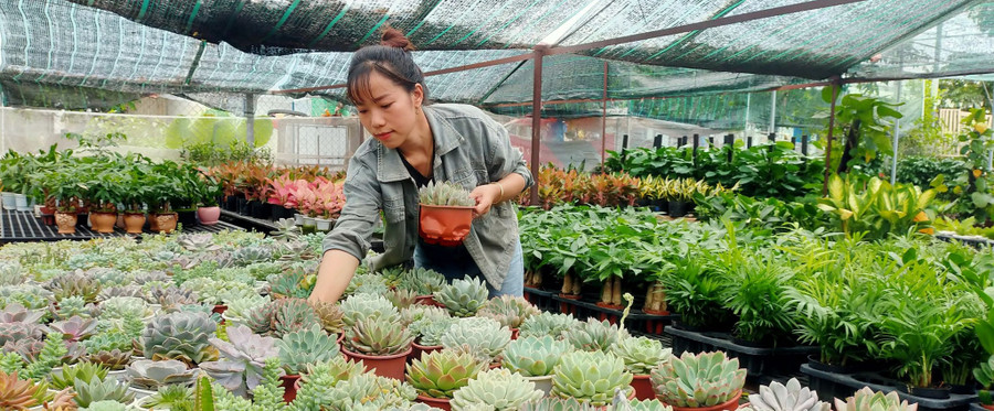 Chị Phượng từ bỏ công việc văn phòng để khởi nghiệp nghề kinh doanh cây kiểng. Ảnh: T.Đ