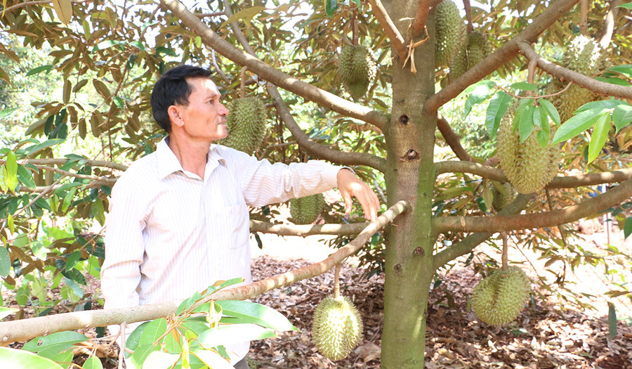 Sầu riêng Chư Pưh đang được đầu tư xây dựng mã số vùng trồng. Ảnh: Nguyễn Diệp