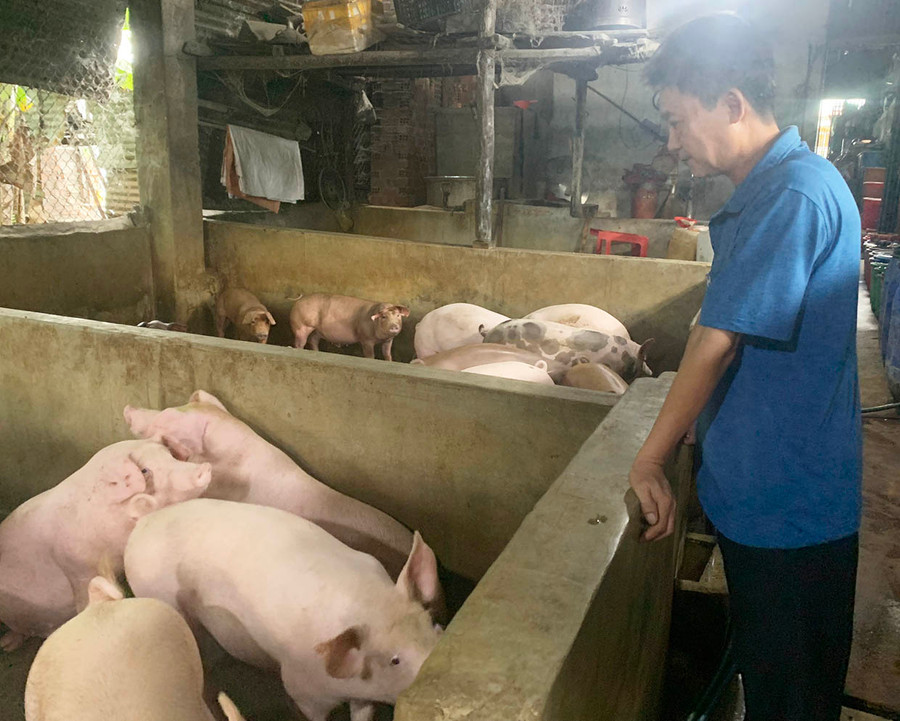 Ông Nguyễn Trọng Pho (tổ 3, phường Sông Bờ) tái đàn heo nhờ nguồn vốn vay ưu đãi. Ảnh: Vũ Chi