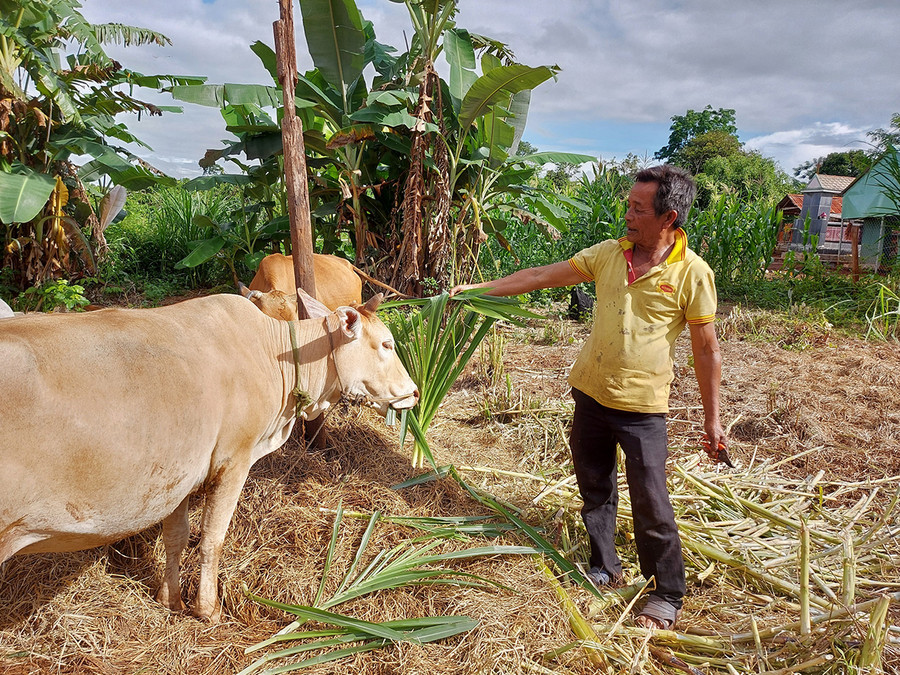 Ông Kpuih Blah chăm sóc bò được Hội CCB xã Ia Pal hỗ trợ. Ảnh: Nguyễn Diệp Ông Kpuih Blah chăm sóc bò được Hội CCB xã Ia Pal hỗ trợ. Ảnh: Nguyễn Diệp
