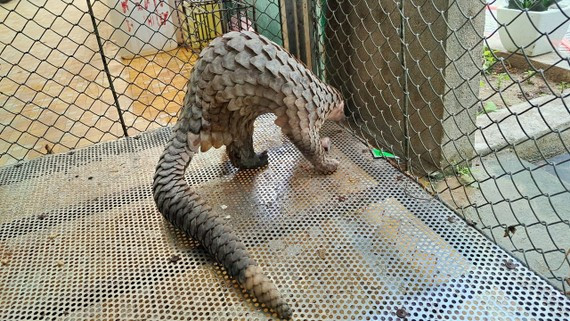  Cá thể Tê tê Java do ông Phan Phú Hồng Tân phát hiện và bàn giao cho cơ quan chức năng ​