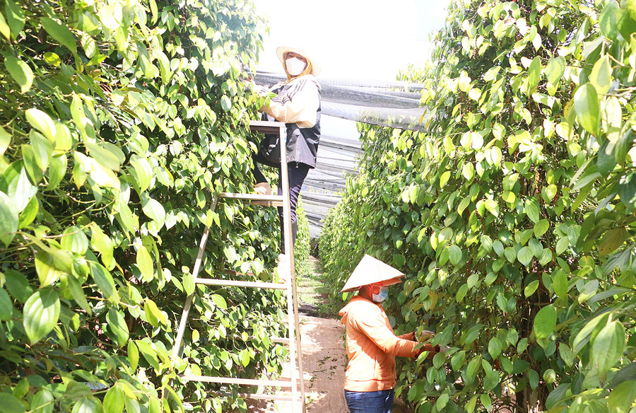 Vườn hồ tiêu của bà Nguyễn Thị Thu (thôn 3, xã Nam Yang, huyện Đak Đoa). Ảnh: Quang Tấn