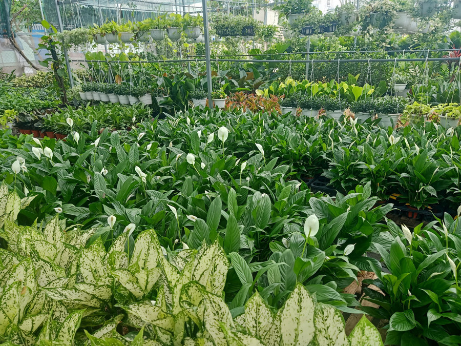 Cây kiểng xanh mướt, phát triển tươi tốt. Ảnh: T.Đ