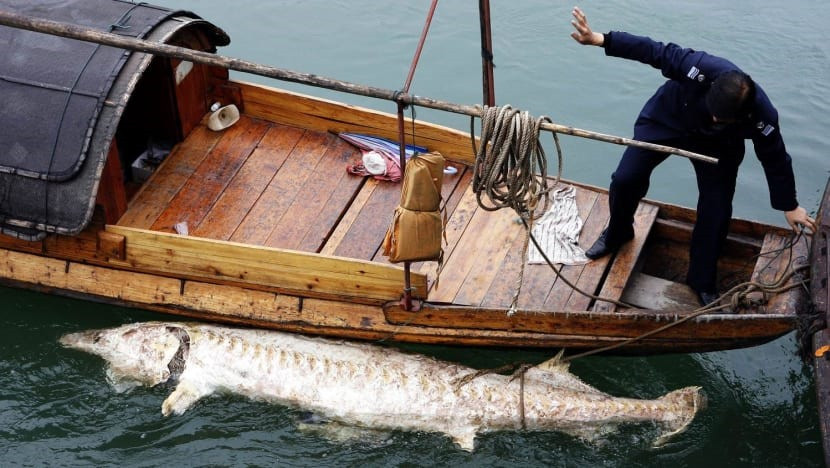 Xác con cá tầm Trung Quốc nổi trên sông Dương Tử ở gần Nghi Xương, tỉnh Hồ Bắc năm 2007. Ảnh: AFP