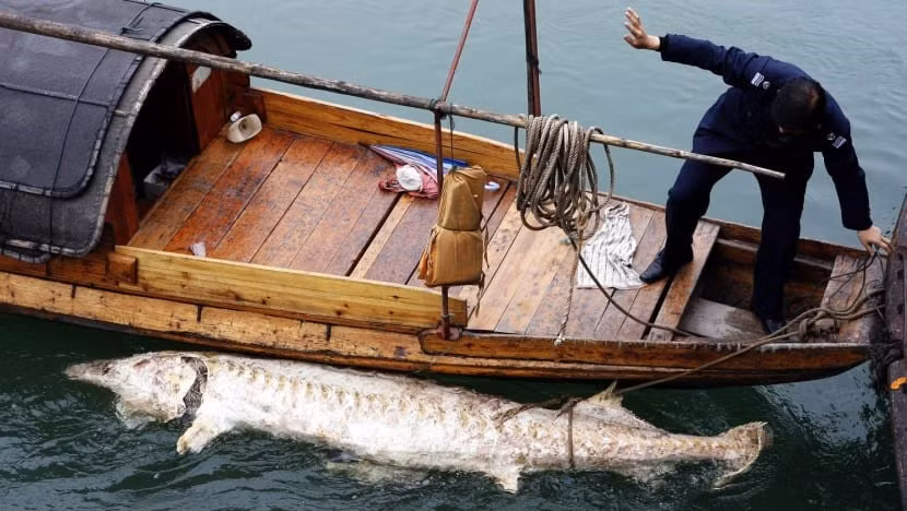 Xác con cá tầm Trung Quốc nổi trên sông Dương Tử ở gần Nghi Xương, tỉnh Hồ Bắc năm 2007. Ảnh: AFP