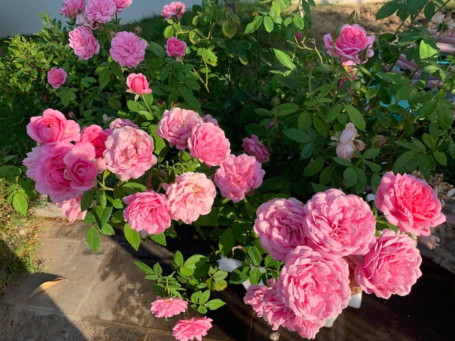  Chị Trang, chủ nhân của vườn hoa hồng đẹp mê mệt này