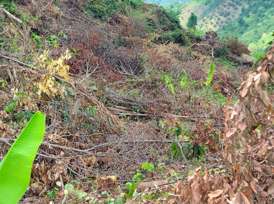 Diện tích rừng bị thiệt hại thuộc đối tượng rừng sản xuất. Ảnh: A.T