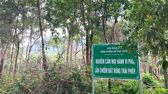 Phía sau bảng cấm, rừng phòng hộ ở đảo Phú Quốc vẫn bị các đối tượng xấu lén lút chặt phá. 