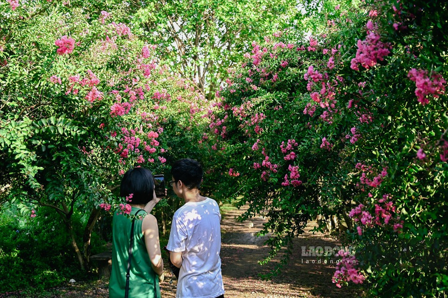 Hoa tường vi có thời gian nở kéo dài từ 2 - 3 tháng nếu được trồng thành quần thể. Nếu trồng đơn lẻ, hoa sẽ nở trong khoảng 1,5 tháng. Theo anh Đào Hoàng Dương - quản lý vườn chia sẻ, mọi năm hoa nở từ cuối tháng năm nhưng năm nay thì tháng 7 hoa mới bắt đầu rộ bông.