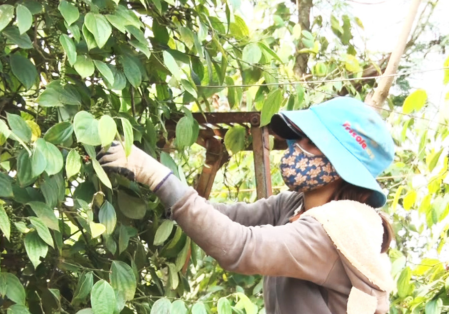 Người dân huyện Chư Sê (Gia Lai) thu hoạch hồ tiêu. Ảnh: Mỹ Đức