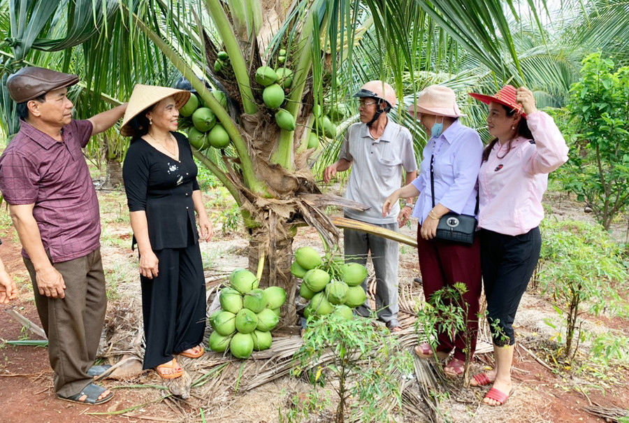 Mô hình trồng dừa xiêm lùn của gia đình bà Nguyễn Thị Sim (thứ 2 từ trái sang, làng Lũh Yố, xã Ia Hrú, huyện Chư Pưh) cho thu nhập cao. Ảnh: Hà Chi Mô hình trồng dừa xiêm lùn của gia đình bà Nguyễn Thị Sim (thứ 2 từ trái qua, làng Lũh Yố, xã Ia Hrú, huyện Chư Pưh) cho thu nhập cao. Ảnh: Hà Chi
