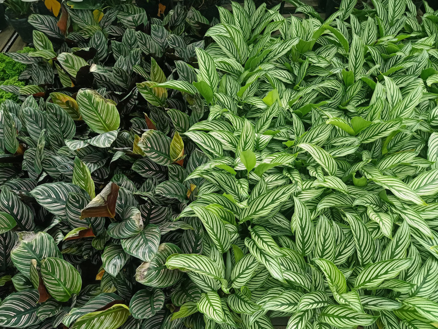 Chị Phượng cũng đang tập trung mạnh vào kinh doanh kiểng lá. Ảnh: T.Đ