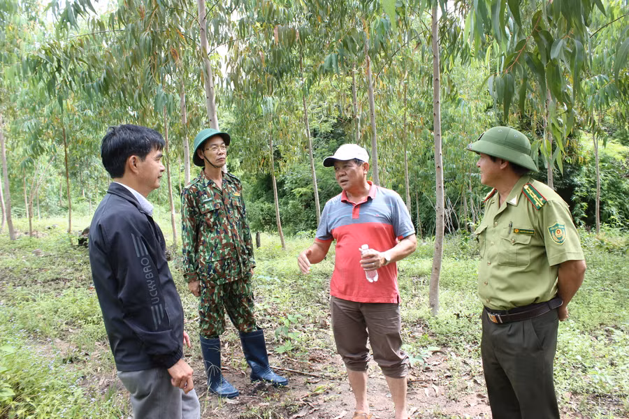 Giám sát rừng trồng bạch đàn. Ảnh: Nguyễn Diệp