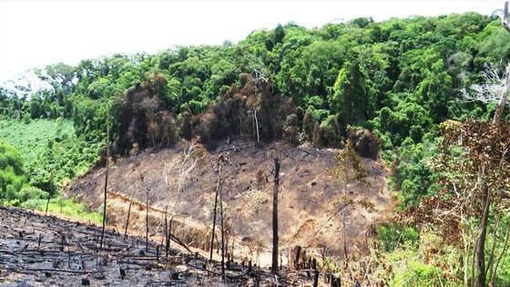 Rừng tự nhiên ở Vĩnh Sơn (huyện Vĩnh Thạnh, Bình Định) bị tàn phá để làm rẫy. Ảnh: Ngọc Oai  Rừng tự nhiên ở Vĩnh Sơn (huyện Vĩnh Thạnh, Bình Định) bị tàn phá để làm rẫy. Ảnh: NGỌC OAI