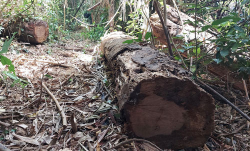 Dấu vết cưa xẻ cây rừng còn mới toanh ở khe cạn thượng nguồn suối Ka Ruông Dấu vết cưa xẻ cây rừng còn mới toanh ở khe cạn thượng nguồn suối Ka Ruông