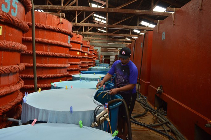 Công nhân đang chế biến nước mắm Phú Quốc. Ảnh: Hoàng Tuấn Công nhân đang chế biến nước mắm Phú Quốc. Ảnh: HOÀNG TUẤN