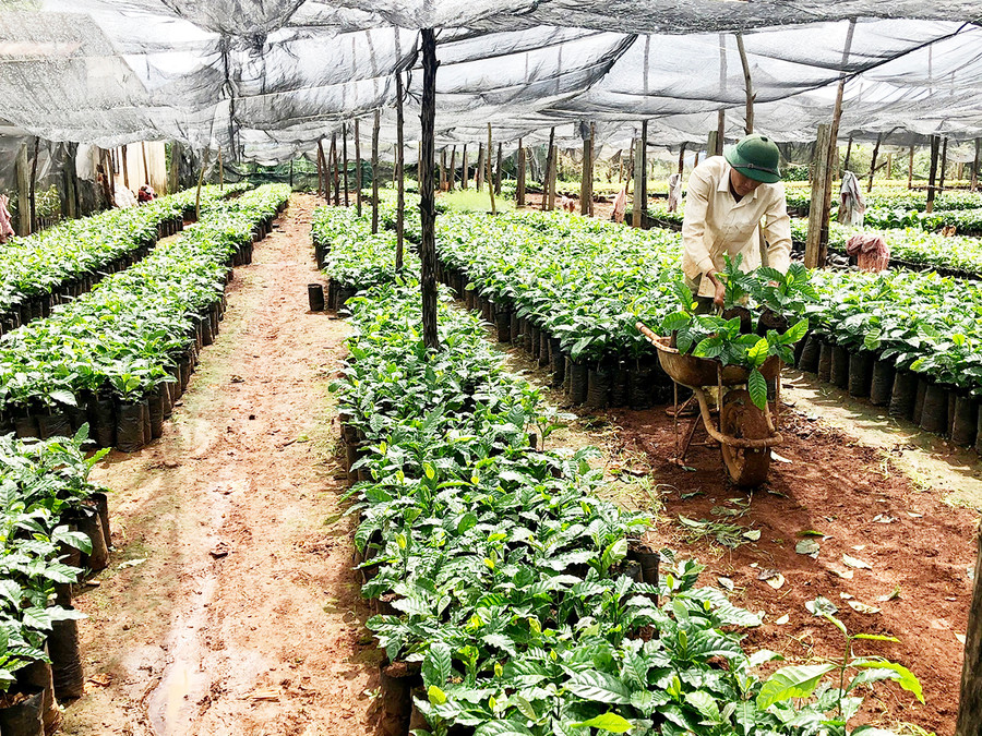  Cơ sở sản xuất cây giống Thanh Kiều (xã Ia Sao, huyện Ia Grai) chuẩn bị giống cà phê cho người dân tái canh. Ảnh: Lê Nam