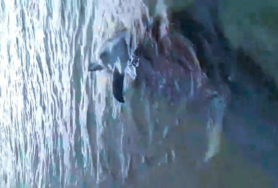  Cá heo được phát hiện trôi dạt vào gần bờ. Ảnh nguồn SGGPO