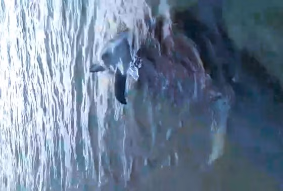  Cá heo được phát hiện trôi dạt vào gần bờ. Ảnh nguồn SGGPO