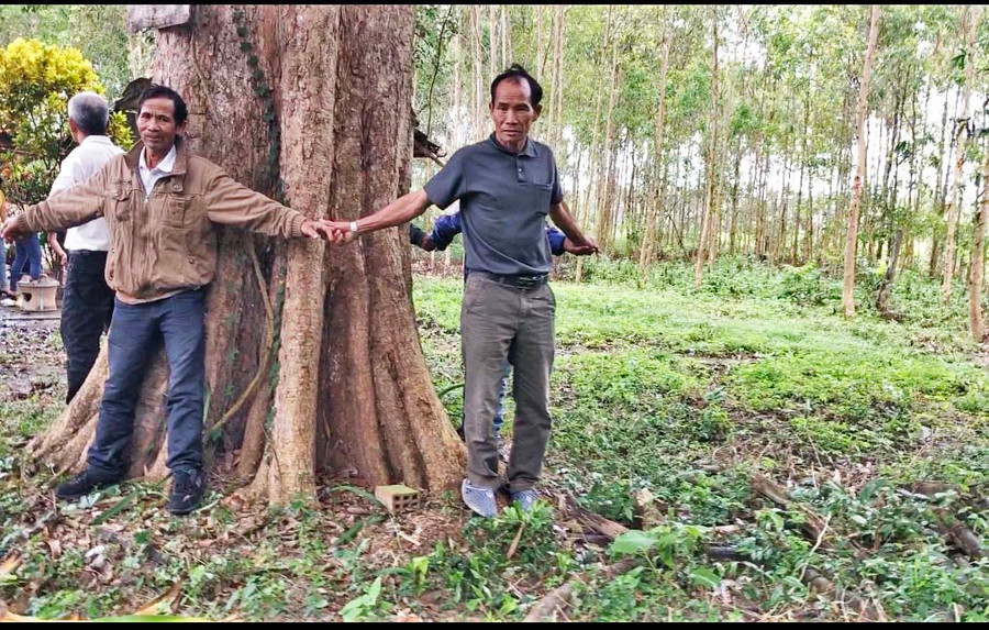 Gốc cây kơ nia đằng sau đình An Mỹ (xã Phú An, huyện Đak Pơ) 6 người vòng tay ôm mới xuể. Ảnh: Ngọc Minh