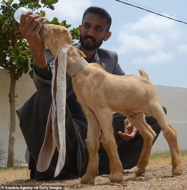 Simba khi sinh ra đã có đôi tai dài tới 48 cm và ngày càng dài ra. Ảnh: Reuters
