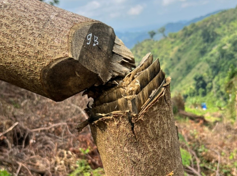 Cây rừng bị chặt hạ. Ảnh: A.T