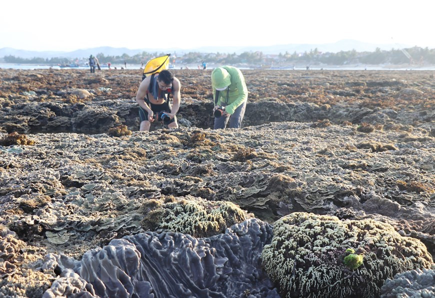 Những rạn san hô hình thành trên trầm tích núi lửa tại Di tích danh thắng quốc gia Hòn Yến. (Ảnh: Phạm Cường/TTXVN)  Những rạn san hô hình thành trên trầm tích núi lửa tại Di tích danh thắng quốc gia Hòn Yến. (Ảnh: Phạm Cường/TTXVN)
