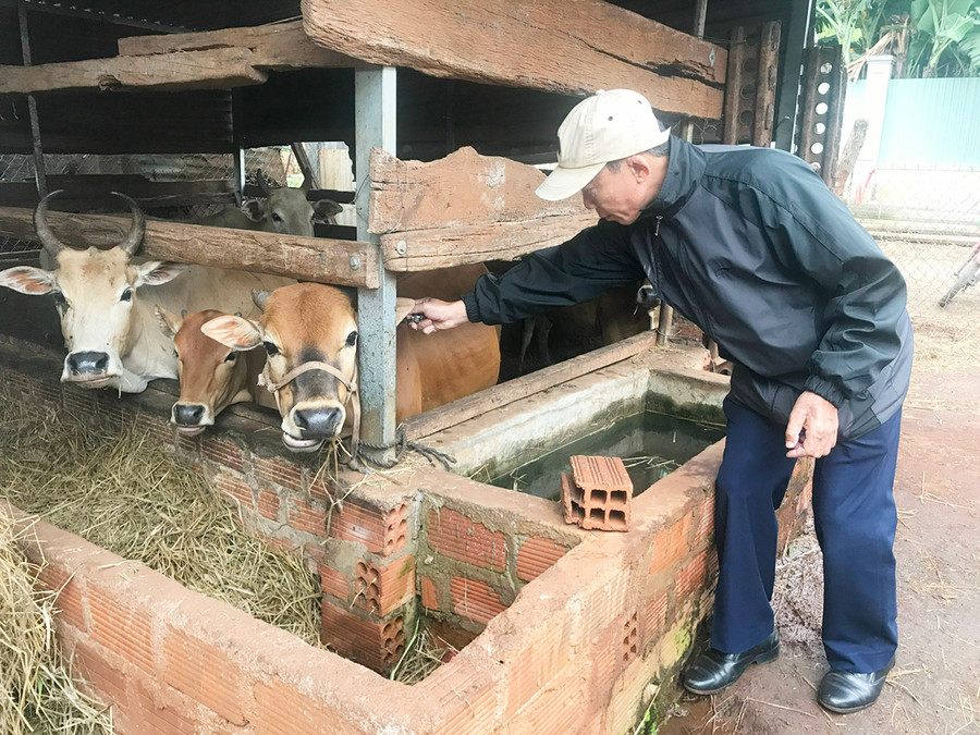  Nhân viên Trung tâm Dịch vụ nông nghiệp huyện Đak Đoa tiêm vắc xin phòng bệnh VDNC cho đàn bò của người dân. Ảnh: Nguyễn Diệp