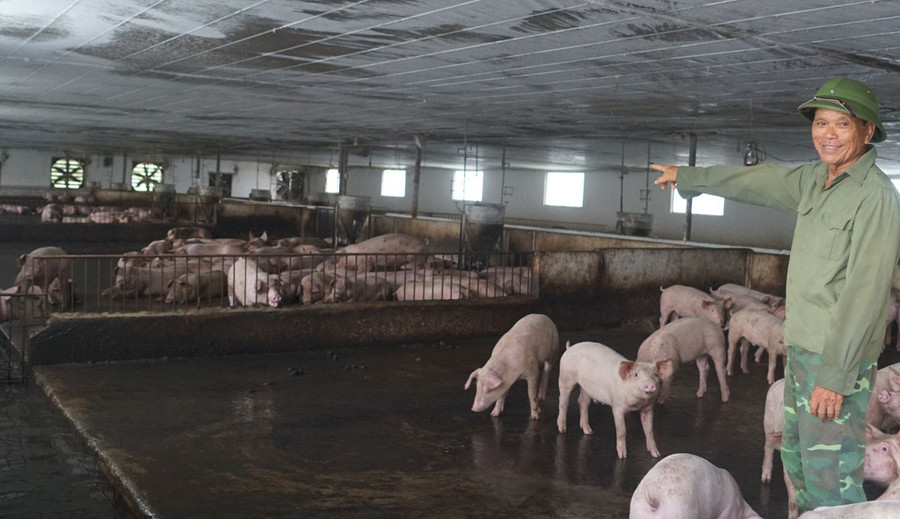Trang trại nuôi heo của ông Sửu cho doanh thu 12 tỉ đồng/năm. Ảnh: Phạm Đức