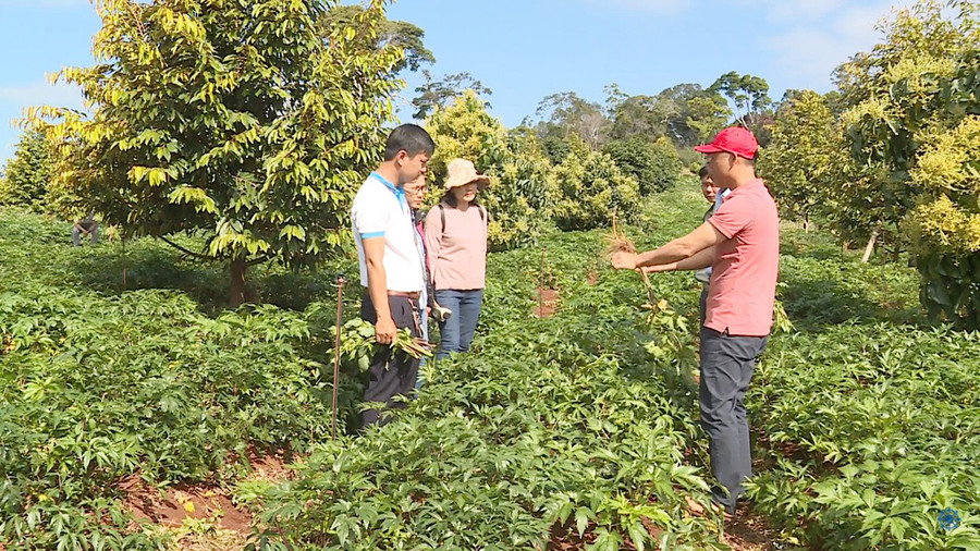 Doanh nghiệp, hợp tác xã hoạt động trong lĩnh vực nông nghiệp là một trong số đối tượng được hỗ trợ lãi suất (Kim Linh)