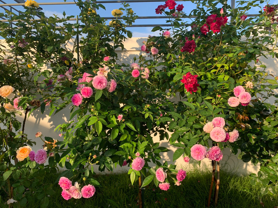 Không thiếu một sắc hoa hồng nào