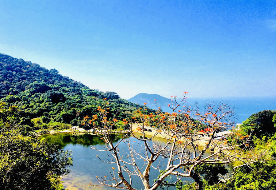 Hoa ngô đồng mọc nhiều nơi ở Cù Lao Chàm. Ảnh: P.Q