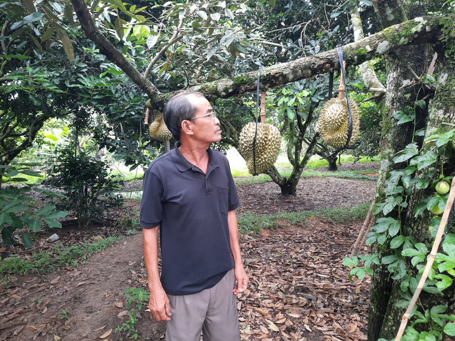 Ông Binh theo dõi quá trình phát triển của cây sầu riêng. Ảnh: H.L