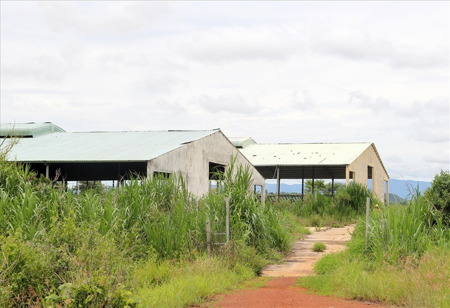 Dự án chăn nuôi bò hơn 2.632 tỉ đồng của Công ty Cổ phần Tập đoàn Đức Long Gia Lai đắp chiếu nhiều năm nay. Ảnh: Phan Tuấn