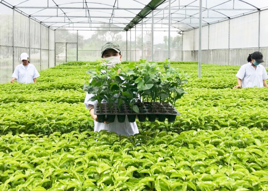  Vườn chanh dây giống của Công ty TNHH một thành viên Giống cây trồng tỉnh. Ảnh: Lê Nam