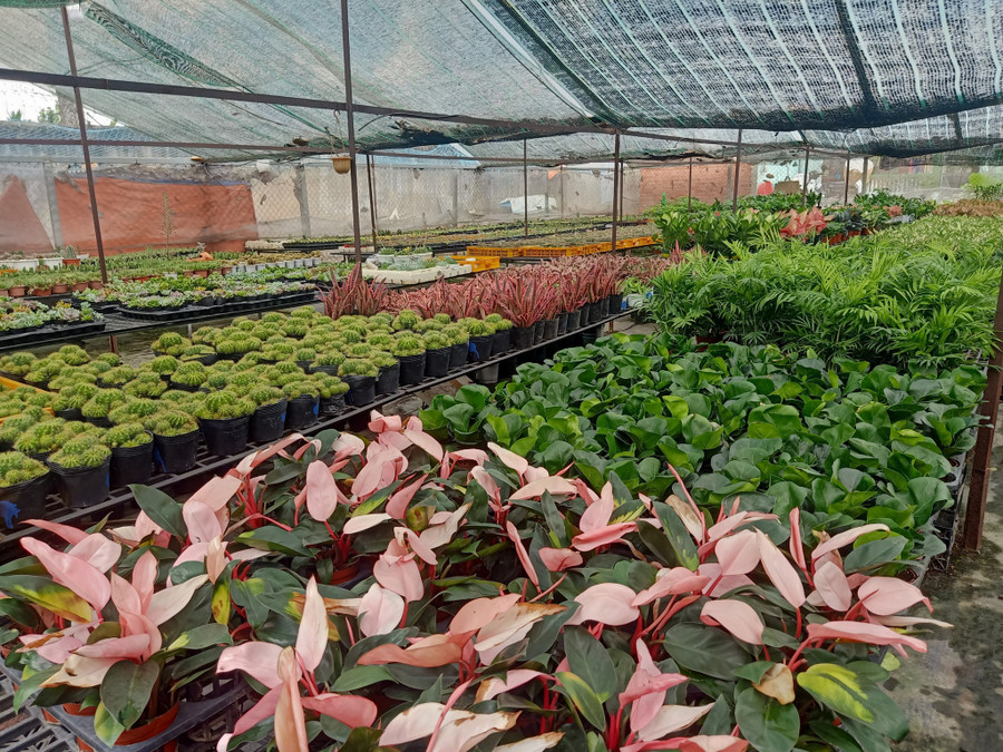 Chị Phượng kinh doanh đa dạng các dòng kiểng. Ảnh: T.Đ