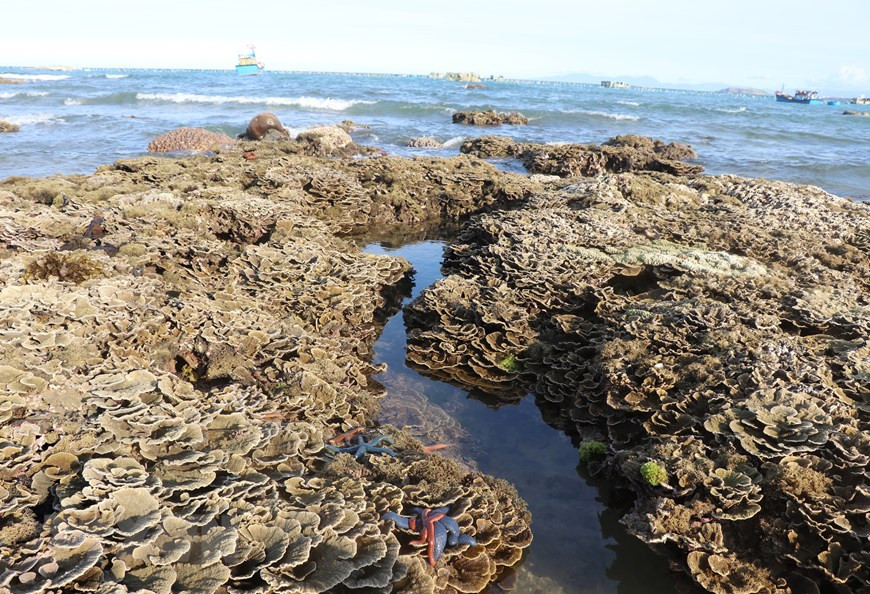 Khi thủy triều rút, những rạn san hô ở Hòn Yến sẽ lộ thiên. (Ảnh: Phạm Cường/TTXVN) Khi thủy triều rút, những rạn san hô ở Hòn Yến sẽ lộ thiên. (Ảnh: Phạm Cường/TTXVN)