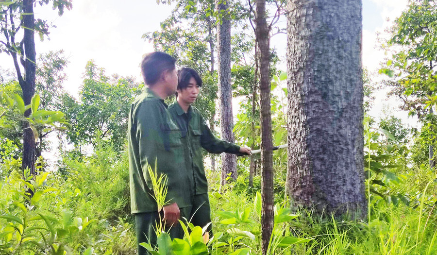 Diện tích rừng rộng lại thiếu cán bộ chuyên trách nên việc quản lý, bảo vệ rừng ở cấp xã còn gặp rất nhiều khó khăn. Ảnh: Hà Phương  Diện tích rừng rộng lại thiếu cán bộ chuyên trách nên việc quản lý, bảo vệ rừng ở cấp xã còn gặp rất nhiều khó khăn. Ảnh: Hà Phương