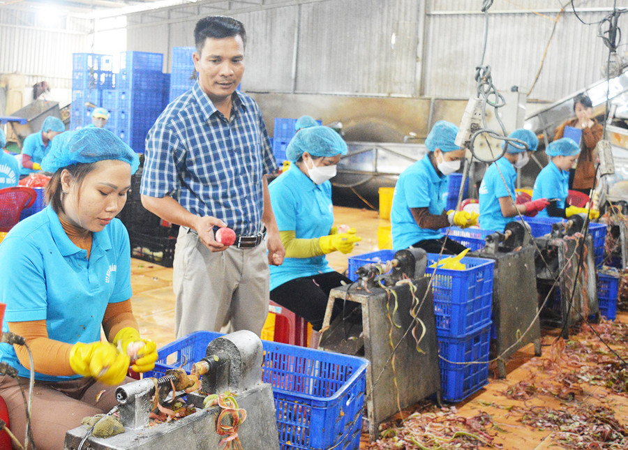  Ông Lê Văn Khánh (đứng) kiểm tra các khâu trong quá trình sản xuất chanh dây. Ảnh: Anh Huy 