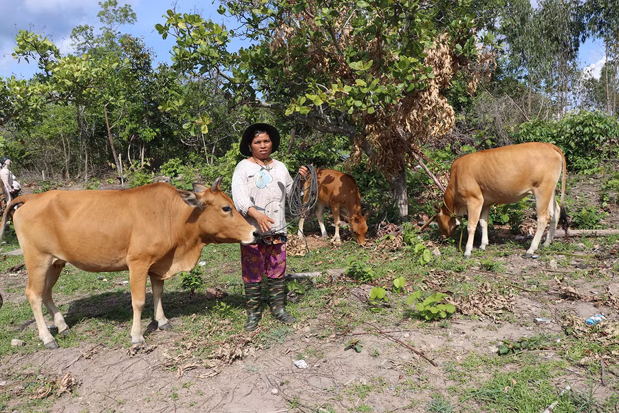 Từ mô hình gây quỹ bằng hình thức “Làm rẫy tập thể”, “Làm công gây quỹ” đã có nhiều hội viên nghèo ở huyện Kông Chro được hỗ trợ con giống phát triển chăn nuôi. Ảnh: Ngọc Minh Từ mô hình gây quỹ bằng hình thức “Làm rẫy tập thể”, “Làm công gây quỹ” đã có nhiều hội viên nghèo ở huyện Kông Chro được hỗ trợ con giống phát triển chăn nuôi. Ảnh: Ngọc Minh