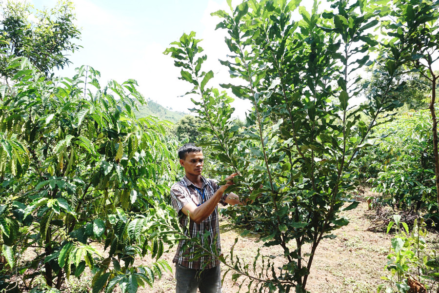 Mô hình trồng cà phê xen mắc ca đang được xã Đăk Rơ Ông quan tâm. Ảnh: VT Mô hình trồng cà phê xen mắc ca đang được xã Đăk Rơ Ông quan tâm. Ảnh: VT