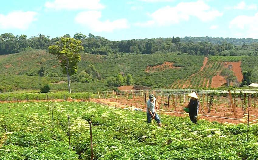 Trường Sinh Group liên kết với nông dân trên địa bàn tỉnh Gia Lai và các tỉnh lân cận để trồng cây dược liệu với diện tích khoảng 100 ha. Ảnh: Khang Nghi