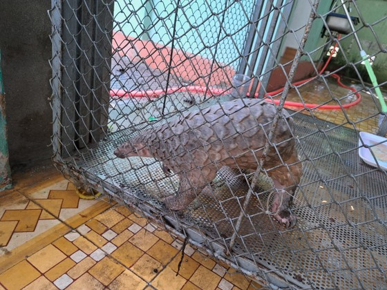  Cá thể Tê tê Java